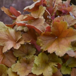 Dolce® 'Toffee Tart' Coral Bells 9 Dolce® 'Toffee Tart' Coral Bells -Naty Plants Shop dolce toffee tart coral bells 4