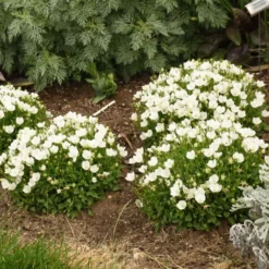 Mini Marvels™ Starbright Bellflower -Naty Plants Shop e3db643294764818d181f5553fae1f33