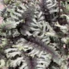 'Crested Surf' Japanese Painted Fern
