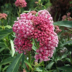 'Cinderella' Swamp Milkweed -Naty Plants Shop e875376c1fcd48a2118c85d58edb52a1