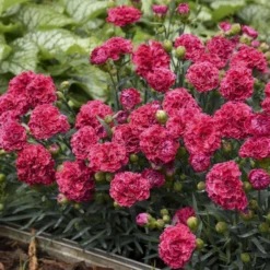 Fruit Punch® 'Raspberry Ruffles' Dianthus -Naty Plants Shop e87edf696373a284d9438c94dccc133f