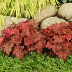 Primo® 'Peachberry Ice' Coral Bells -Naty Plants Shop e9fd68841bf7a4e057ea29358fd1d5fc