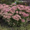 'Autumn Joy' Stonecrop