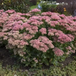 'Autumn Joy' Stonecrop