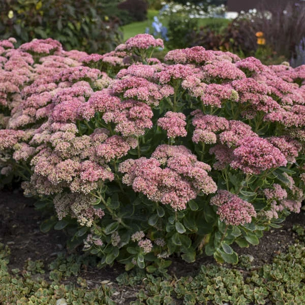 'Autumn Joy' Stonecrop 1 'Autumn Joy' Stonecrop