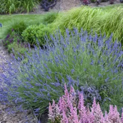 Phenomenal® Lavender -Naty Plants Shop ea80d145310cf341f233116bf762121f