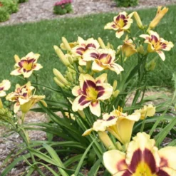 Rainbow Rhythm® 'Star Of The North' Daylily -Naty Plants Shop ec8957e4b42f31aab9743d504f4f2998