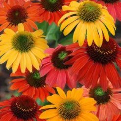 'Cheyenne Spirit' Coneflower -Naty Plants Shop echinacea cheyenne spririt coneflower 3