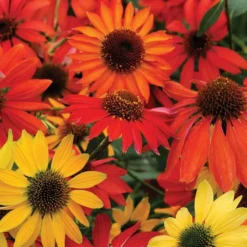 'Cheyenne Spirit' Coneflower -Naty Plants Shop echinacea cheyenne spririt coneflower 4