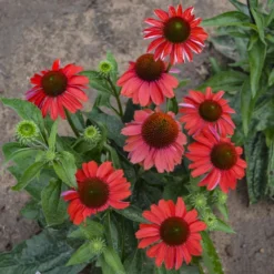 Color Coded™ 'Frankly Scarlet' Coneflower 7 Color Coded™ 'Frankly Scarlet' Coneflower -Naty Plants Shop echinacea franklyscarlet coneflower 3