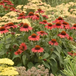 Color Coded™ 'Frankly Scarlet' Coneflower 8 Color Coded™ 'Frankly Scarlet' Coneflower -Naty Plants Shop echinacea franklyscarlet coneflower 4