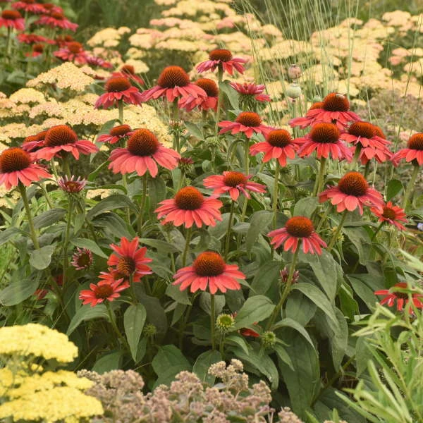 Color Coded™ 'Frankly Scarlet' Coneflower 4 Color Coded™ 'Frankly Scarlet' Coneflower - Image 4