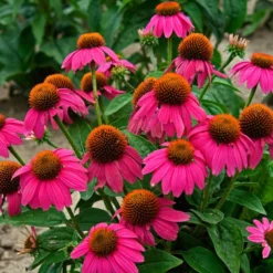 Butterfly Garden Collection -Naty Plants Shop echinacea pow wow wild berry 1 1f8d5481 f719 4b96 8a95 2f4d0993265d
