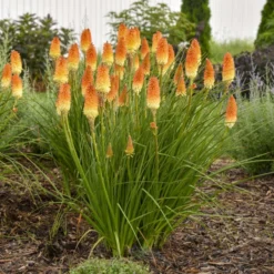 Pyromania® 'Hot And Cold' Red Hot Poker -Naty Plants Shop ed4c55cbc714b6ab19f4d2f85f951b1e