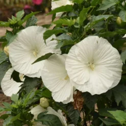 'Marshmallow Moon' Perennial Hibiscus -Naty Plants Shop ed8299824e1295ff82956d59535837a6