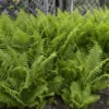 Ostrich Fern