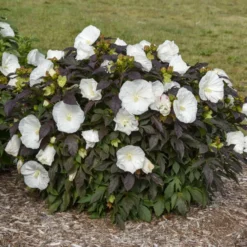 Summerific® 'Cookies And Cream' Perennial Hibiscus -Naty Plants Shop ef1859efc0a5ef319c1b78b5577cfee5