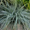 EverColor® 'Everest' Sedge
