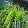 EverColor® 'Everillo' Sedge