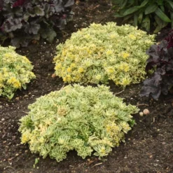 Rock 'N Low® 'Boogie Woogie' Stonecrop -Naty Plants Shop f024e42c42e5615e78b9e1e35acfbd6a