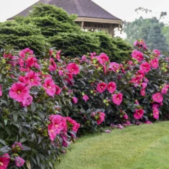 Summerific® 'Evening Rose' Perennial Hibiscus -Naty Plants Shop f6cc1b603dde715f531c36cdecf30684