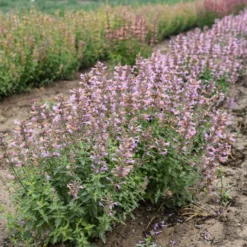 'Pinky Pie' Hummingbird Mint -Naty Plants Shop f8d5c6be980529a34d3d82da4ae516b6