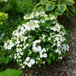 Fairytrail Bride™ Cascade Hydrangea™ -Naty Plants Shop fairytrail bride cascading hydrangea 4 sw