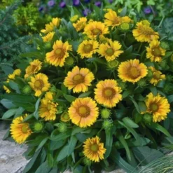 'Arizona Apricot' Blanket Flower -Naty Plants Shop fc49797d81d329fb48f92c05d632a479