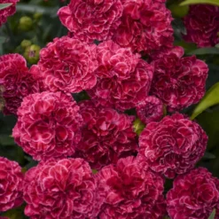 Fruit Punch® 'Raspberry Ruffles' Dianthus -Naty Plants Shop fd97f530b14e3eea63e016fcf12ade4b