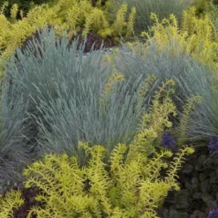 'Boulder Blue' Blue Fescue -Naty Plants Shop festuca boulder blue fescue 2 sw