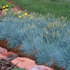 'Boulder Blue' Blue Fescue -Naty Plants Shop festuca boulder blue fescue 4 sw
