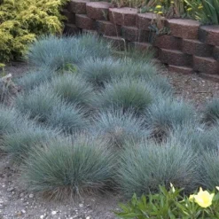 'Boulder Blue' Blue Fescue -Naty Plants Shop festuca boulder blue fescue 5 sw