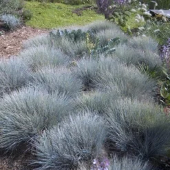 'Boulder Blue' Blue Fescue -Naty Plants Shop festuca boulder blue fescue 6 sw