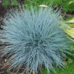 'Boulder Blue' Blue Fescue -Naty Plants Shop festuca boulder blue fescue 8 sw