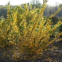Flying Machine® Forsythia -Naty Plants Shop forsythia flying machine 1 P sw