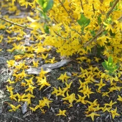 Flying Machine® Forsythia -Naty Plants Shop forsythia flying machine 2 P sw