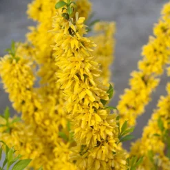 Show Off® Forsythia