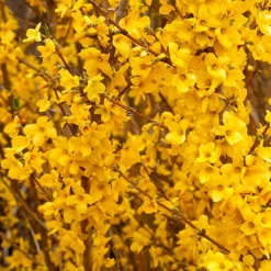 Show Off® Forsythia -Naty Plants Shop forsythia show off 3 P