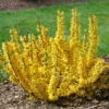 Show Off® Sugar Baby® Forsythia