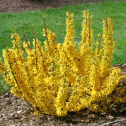 Show Off® Sugar Baby® Forsythia