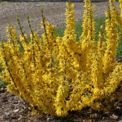 Show Off® Sugar Baby® Forsythia 8 Show Off® Sugar Baby® Forsythia -Naty Plants Shop forsythia show off sugar baby flowering forsythia 3