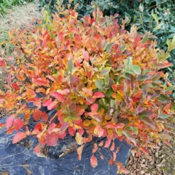 Legend Of The Small™ Bottlebrush -Naty Plants Shop fothergilla legend of the small 3