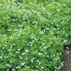 Sweet Woodruff