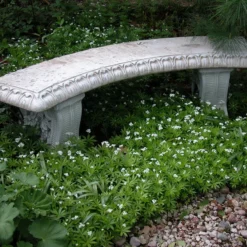 Sweet Woodruff -Naty Plants Shop galium odoratum sweet woodruff 2