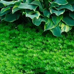 Sweet Woodruff -Naty Plants Shop galium odoratum sweet woodruff 3