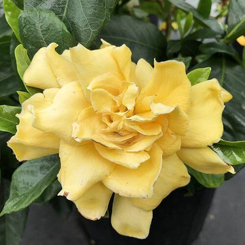'Golden Magic' Gardenia 1 'Golden Magic' Gardenia