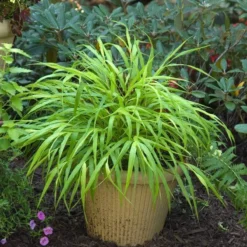 'All Gold' Japanese Forest Grass -Naty Plants Shop hakonechloa all gold 3 b4b0152e 527f 46e9 b89c 36229e31c032 sw