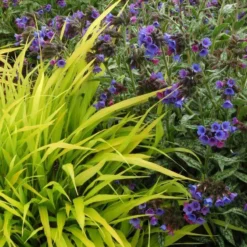 'All Gold' Japanese Forest Grass -Naty Plants Shop hakonechloa all gold 4 b7845a8b cb7b 4bfb ac76 0dd1648d2150 sw