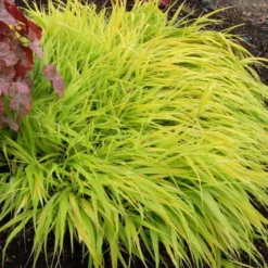 'All Gold' Japanese Forest Grass -Naty Plants Shop hakonechloa all gold 5 3709d58b fe30 4150 9c31 523a2029354f sw