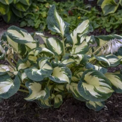 'Hans' Hosta -Naty Plants Shop hans hosta 3